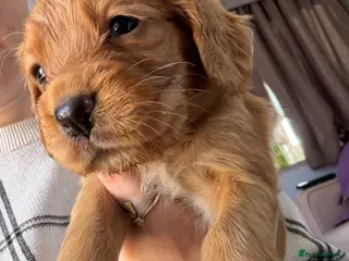 Cocker Spaniel dogs 5 working cocker spaniels KC reg - Advert 7