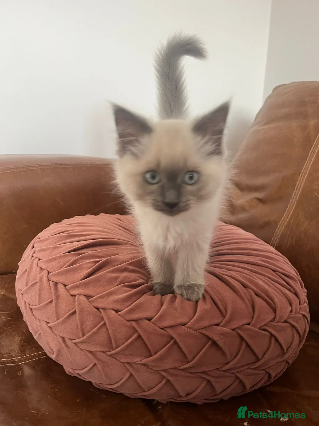 Ragdoll cats for sale: Adorable Ragdoll Kittens Ready Now - Advert 2