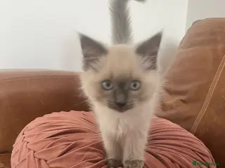 Ragdoll cats Adorable Ragdoll Kittens Ready Now - Advert 1