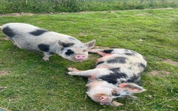 Pig livestock for sale: Gorgeous pet mini pigs for sale  - Image 3