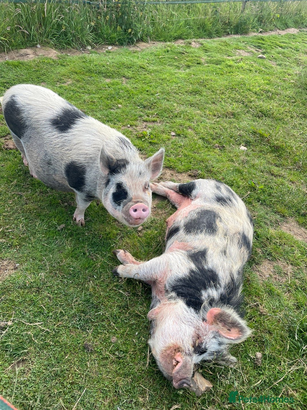 Pig livestock for sale: Gorgeous pet mini pigs for sale  - Image 3