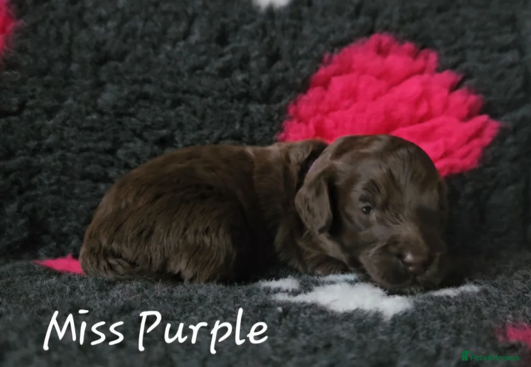 Cockapoo dogs for sale: F1b Choc Merle/Choc Cockapoo's  - Advert 10