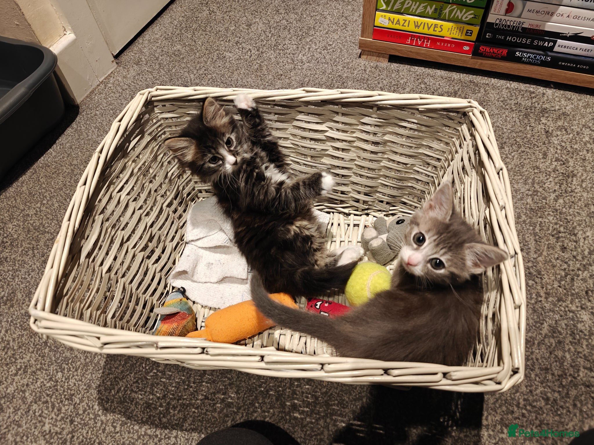 Mixed Breed cats Cute and loving kittens looking for forever home. - Advert 3