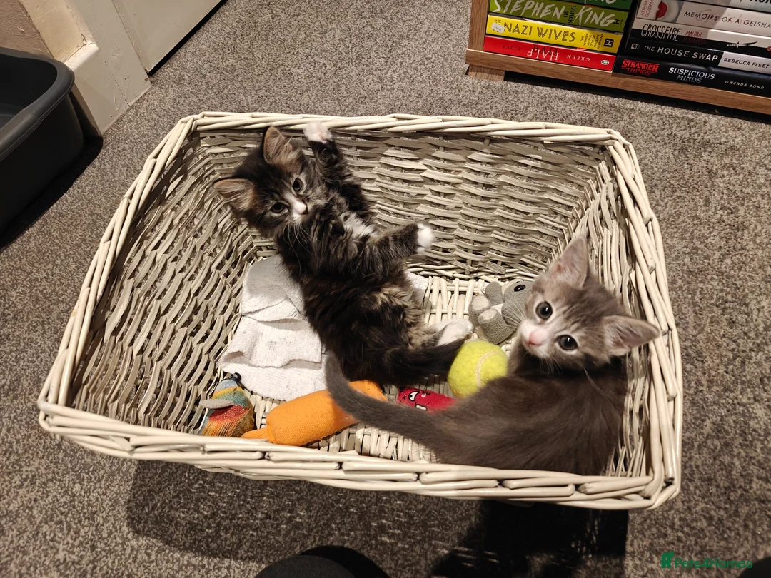 Mixed Breed cats for sale: Cute and loving kittens looking for forever home. - Advert 1