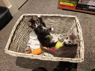 Mixed Breed cats Cute and loving kittens looking for forever home. - Advert 1