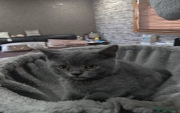 British Shorthair cats for sale: Beautiful British Shorthair Kitten. - Image 1