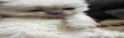 Persian cats for sale: Beautiful blue eyed  **  kittens in Bristol - Advert 4