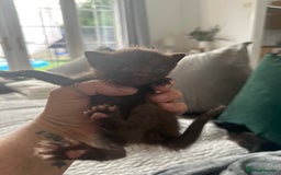 Sphynx cats for sale: Sphynx cross kittens  - Image 6