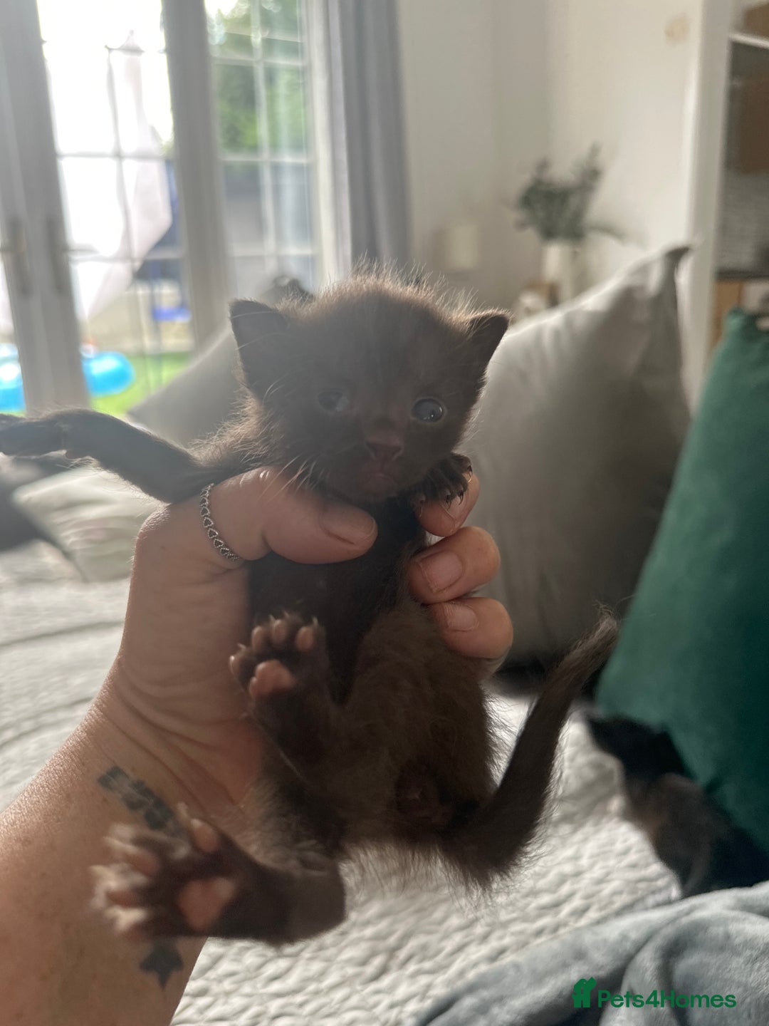 Sphynx cats for sale: Sphynx cross kittens  - Image 6