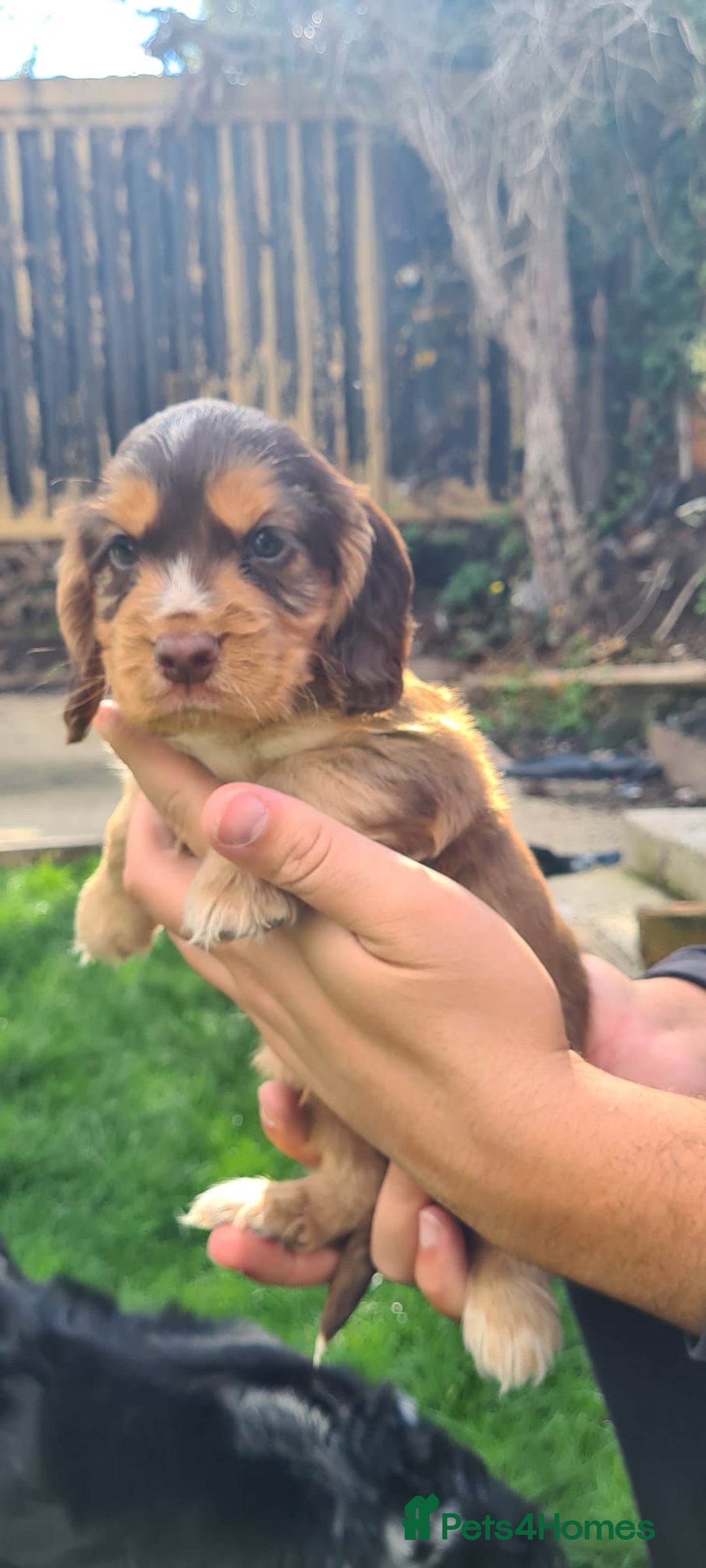 Cocker Spaniel dogs for sale: Show cocker spaniels  - Image 19