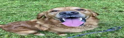 Golden Retriever dogs for sale: KC Reg Dark Red Golden Retriever-100% DNA Tested - Advert 13