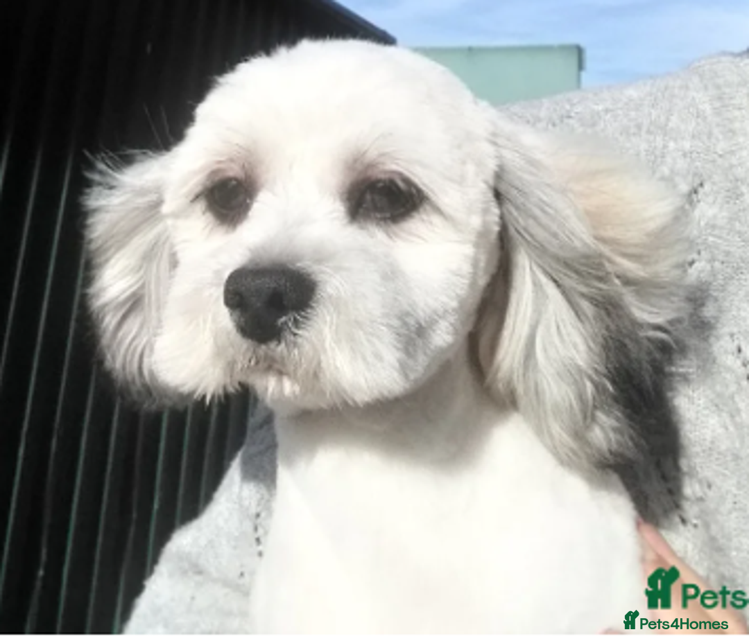 Mixed Breed dogs for sale: 🐶 Adorable La-Chon Puppies-Ready 1st December 🐶 - Image 22
