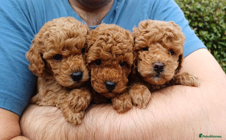 Toy Poodle dogs - Advert 6