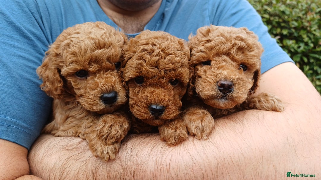 How Much Toy Poodle Cost: Uncover Hidden Expenses