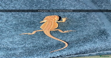Bearded Dragon reptiles - Advert 11