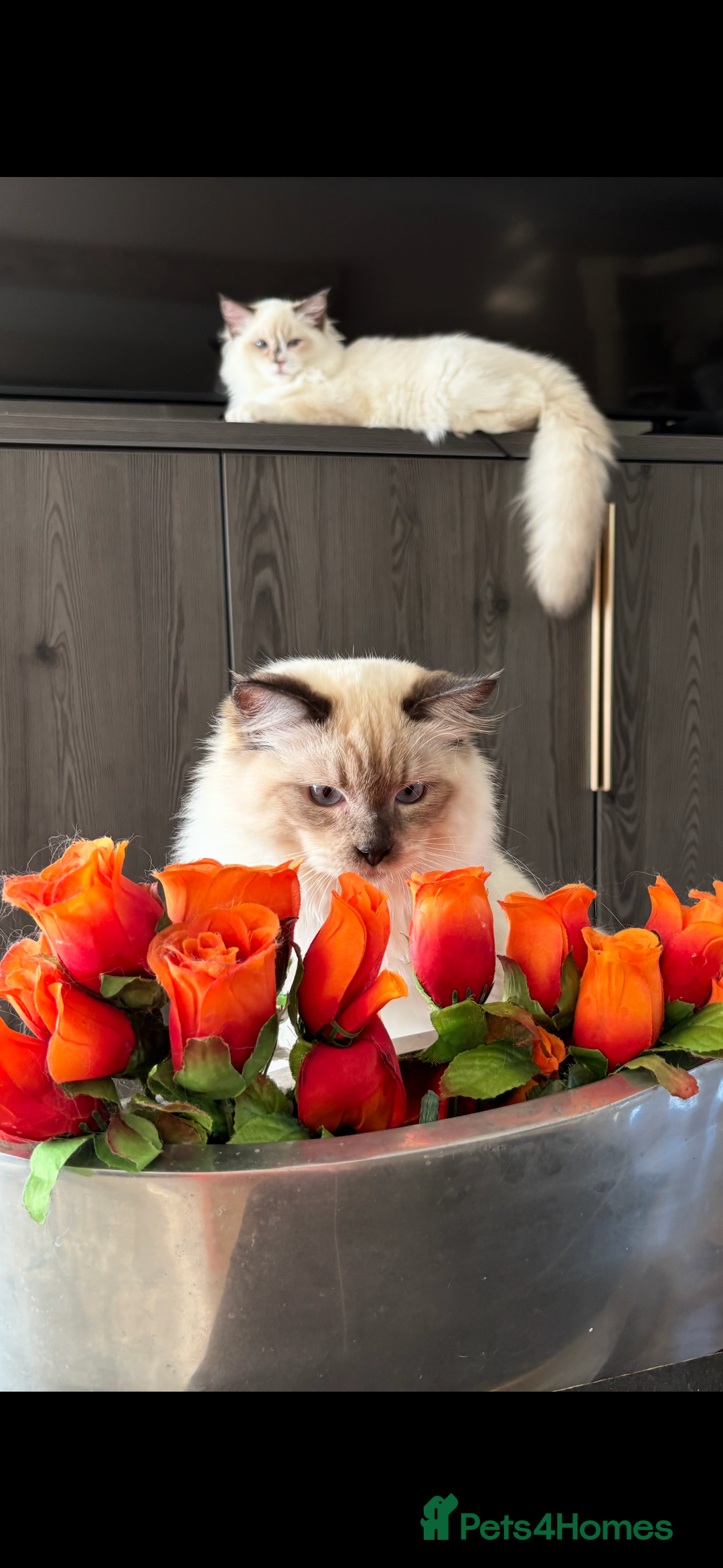 Ragdoll cats for sale: TICA DNA tested 5 Gen Pedigree  - Image 10