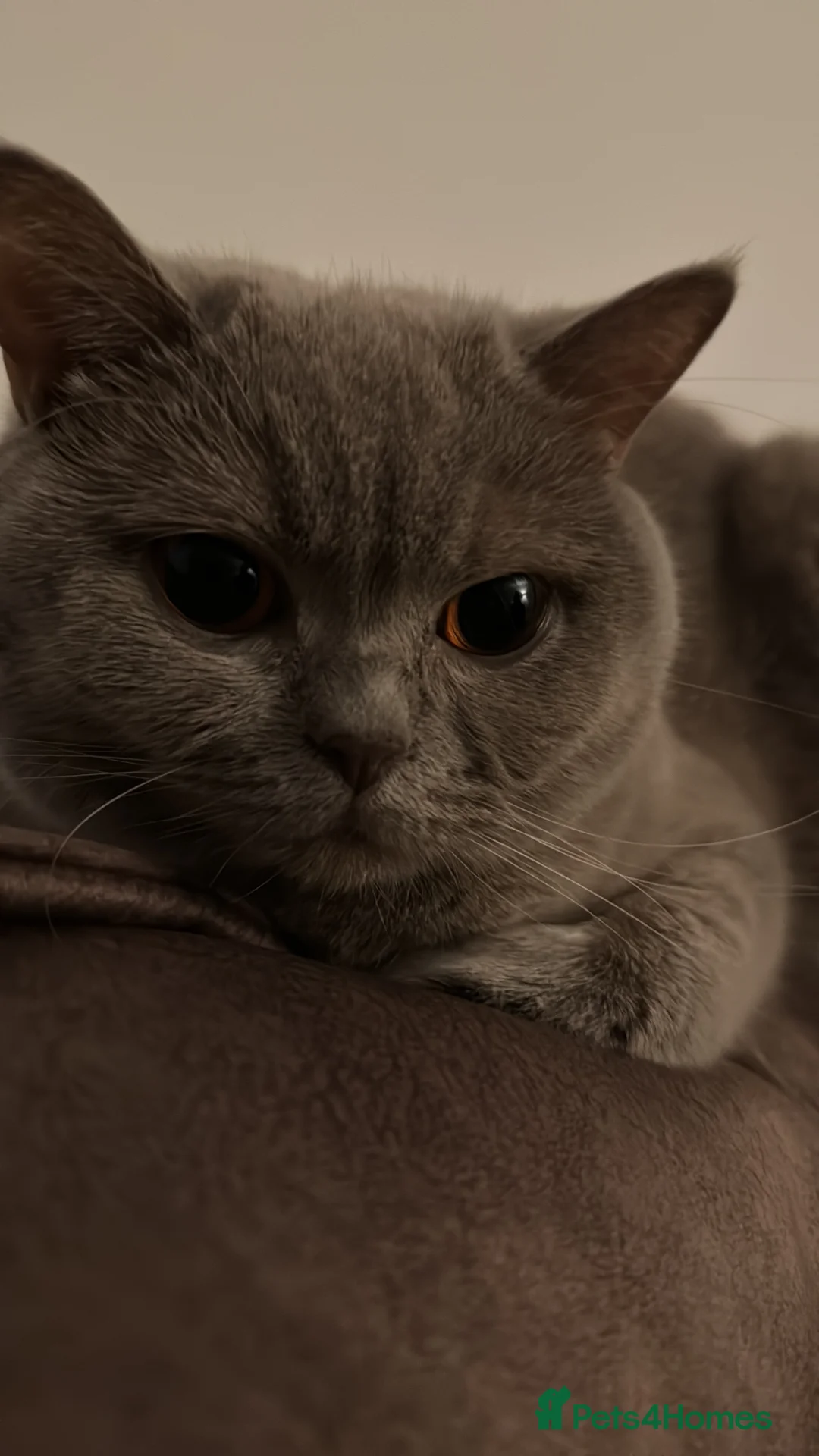 British Shorthair cats for sale: Beautiful Lilac Scottish Straight Female  in Manchester - Advert 2