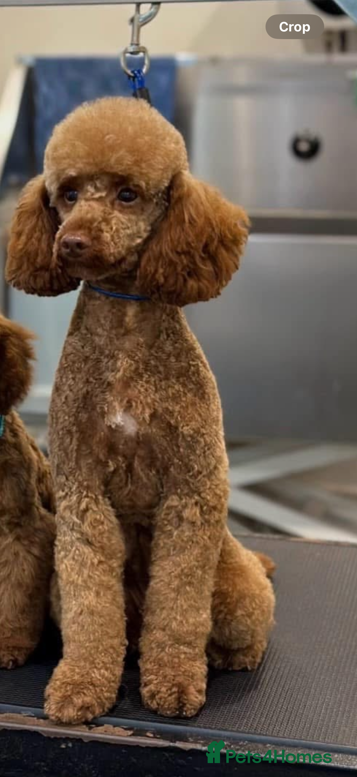 Miniature Poodle dogs Fox red miniature poodles  - Advert 5