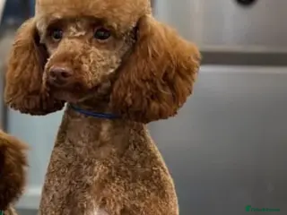 Miniature Poodle dogs Fox red miniature poodles - Advert 5