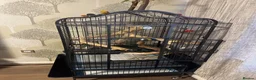 Ringnecks birds for sale: Alexandrine Ringneck - Advert 5