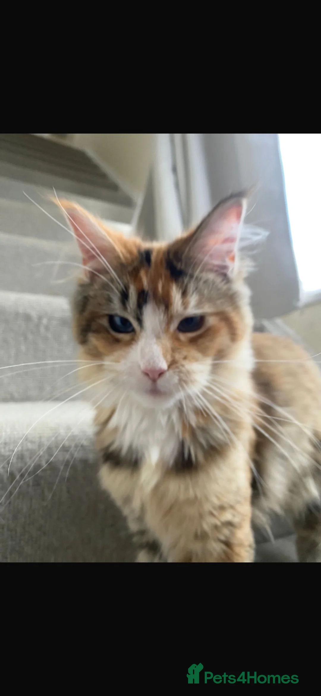 Maine Coon cats for sale: Stunning Maine Coon Female for Sale in Maidenhead - Advert 5