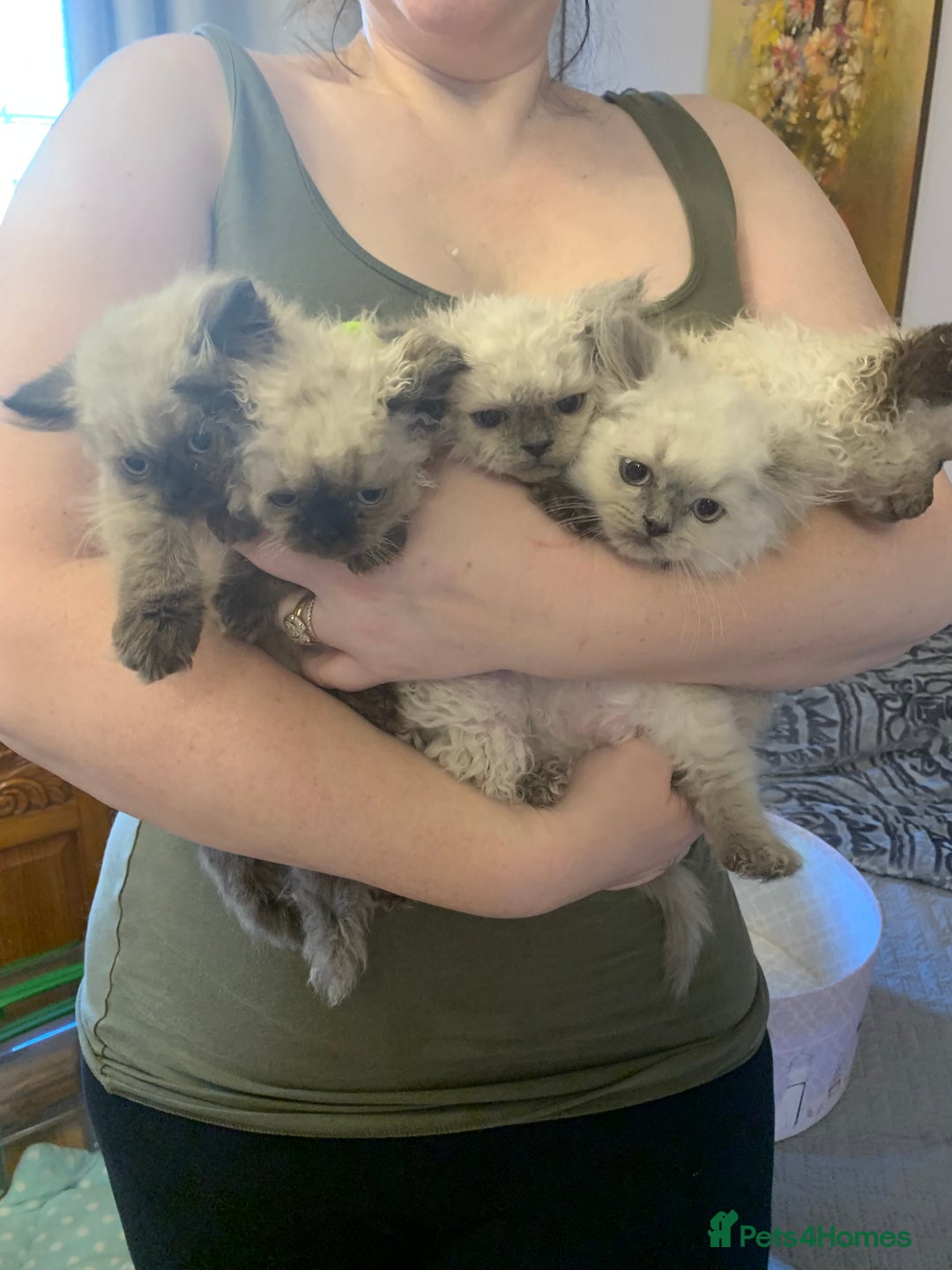 Selkirk Rex cats for sale: Selkirk rex kittens  - Image 3