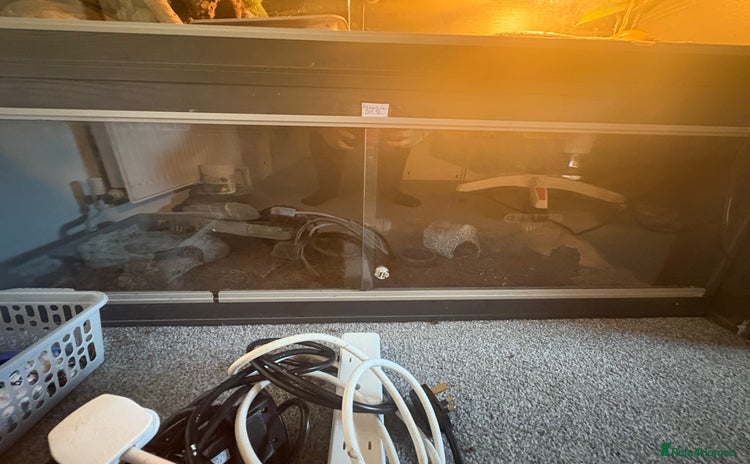Leopard Gecko reptiles - Advert 4