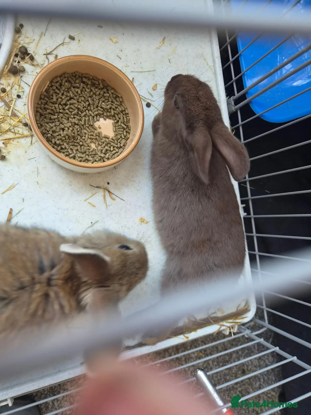 Mixed Breed rabbits for sale: Rabbits and guinea pigs  - Advert 2