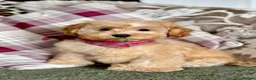 Cockapoo dogs for sale: F1b Red & Golden Cockapoos  - Advert 3
