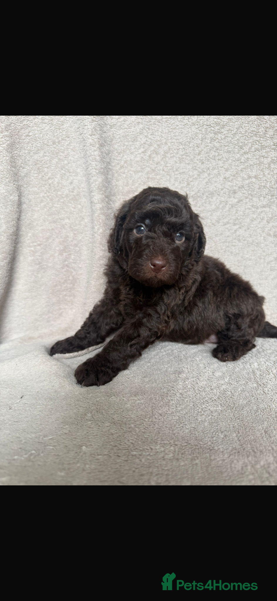 Cockapoo dogs F1b cockapoo pups ready now last girl  - Advert 9