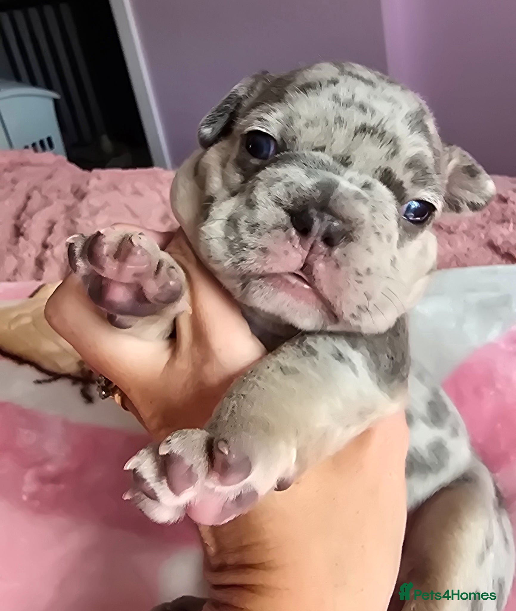 French Bulldog dogs 💙 stunning DWKC frenchie pups 💙  - Advert 21