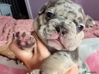 French Bulldog dogs 💙 stunning DWKC frenchie pups 💙 - Advert 21