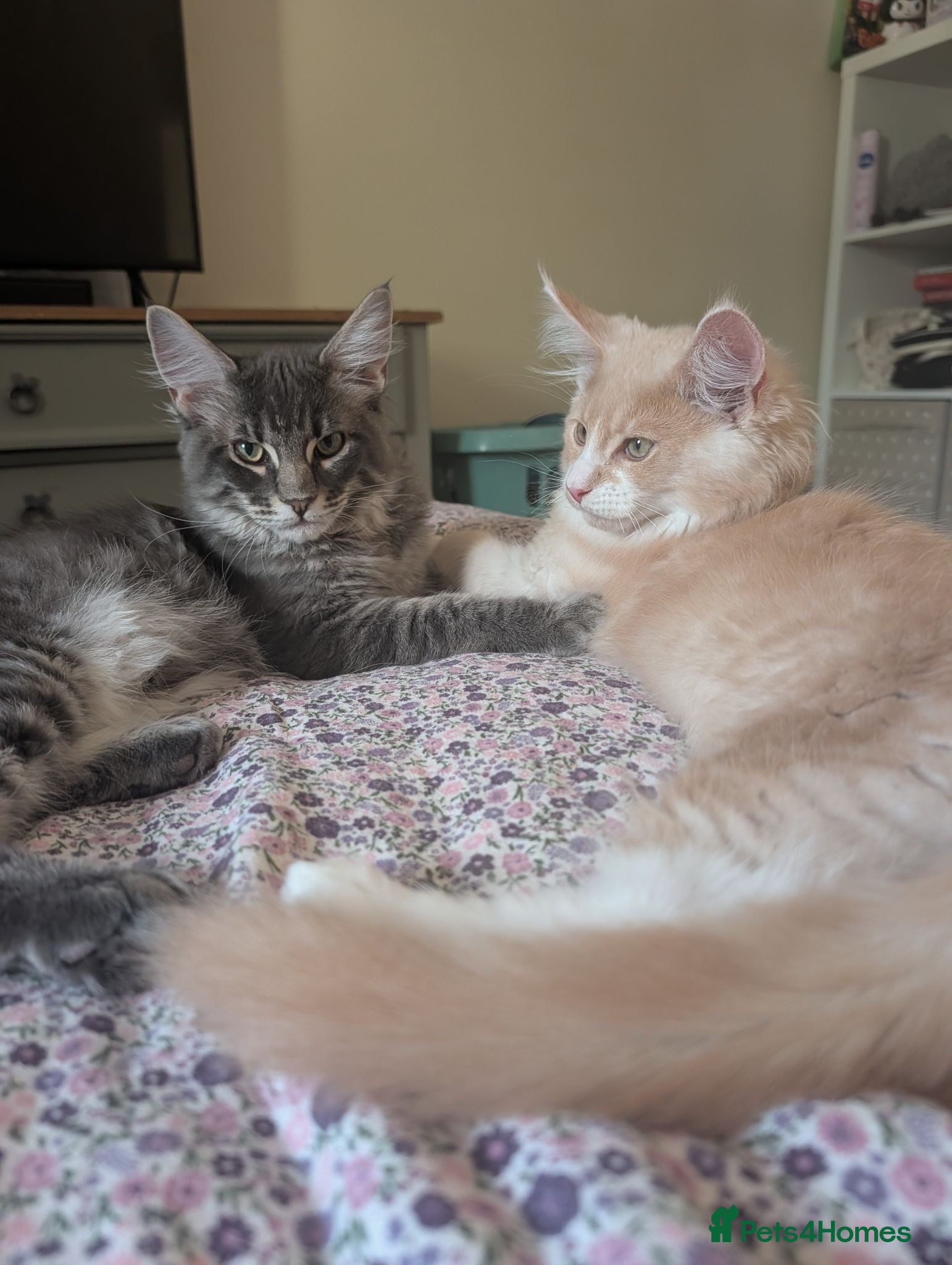 Maine Coon cats 2 male Mainecoons  - Advert 3