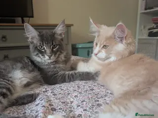 Maine Coon cats 2 male Mainecoons - Advert 2