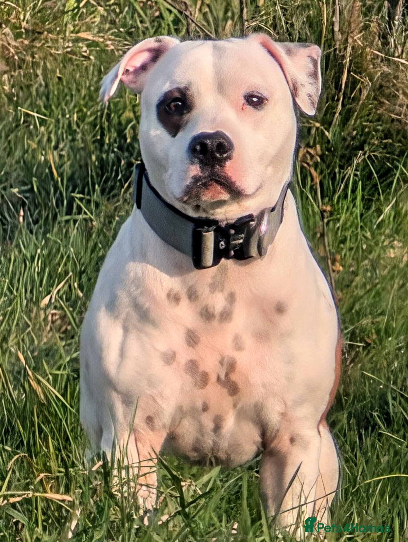 Staffordshire Bull Terrier dogs White + red pied proven stud in Sheffield - Advert 16