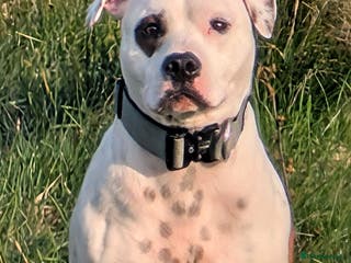 Staffordshire Bull Terrier dogs White + red pied proven stud in Sheffield - Advert 5