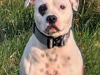 Staffordshire Bull Terrier dogs White + red pied proven stud in Sheffield - Advert 19