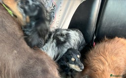 Cocker Spaniel dogs for sale: KC Registered Cocker Spaniels  - Image 18
