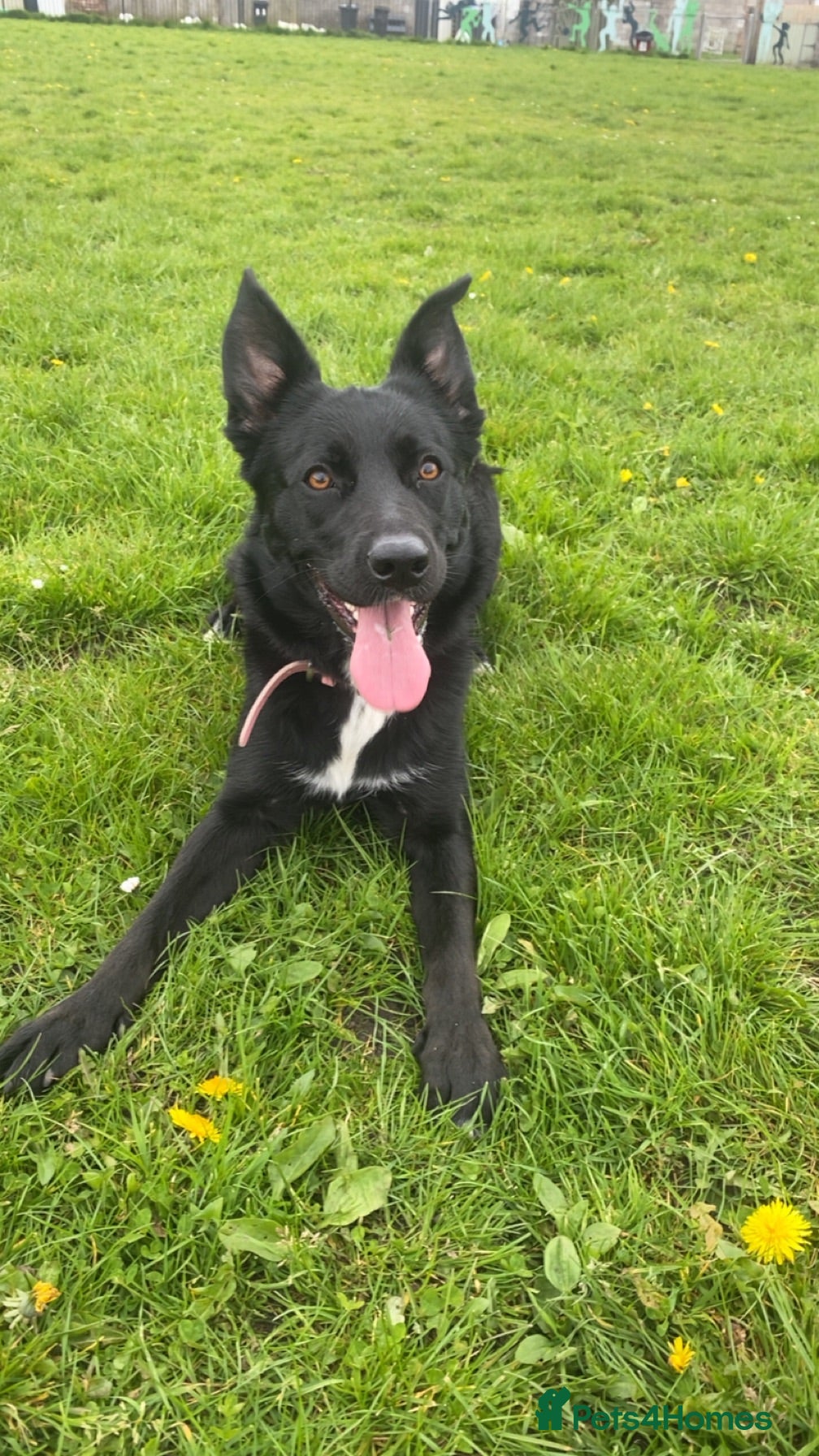 Border Collie dogs female 1 year old border collie  - Advert 14