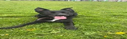 Border Collie dogs for sale: female 1 year old border collie  - Advert 1