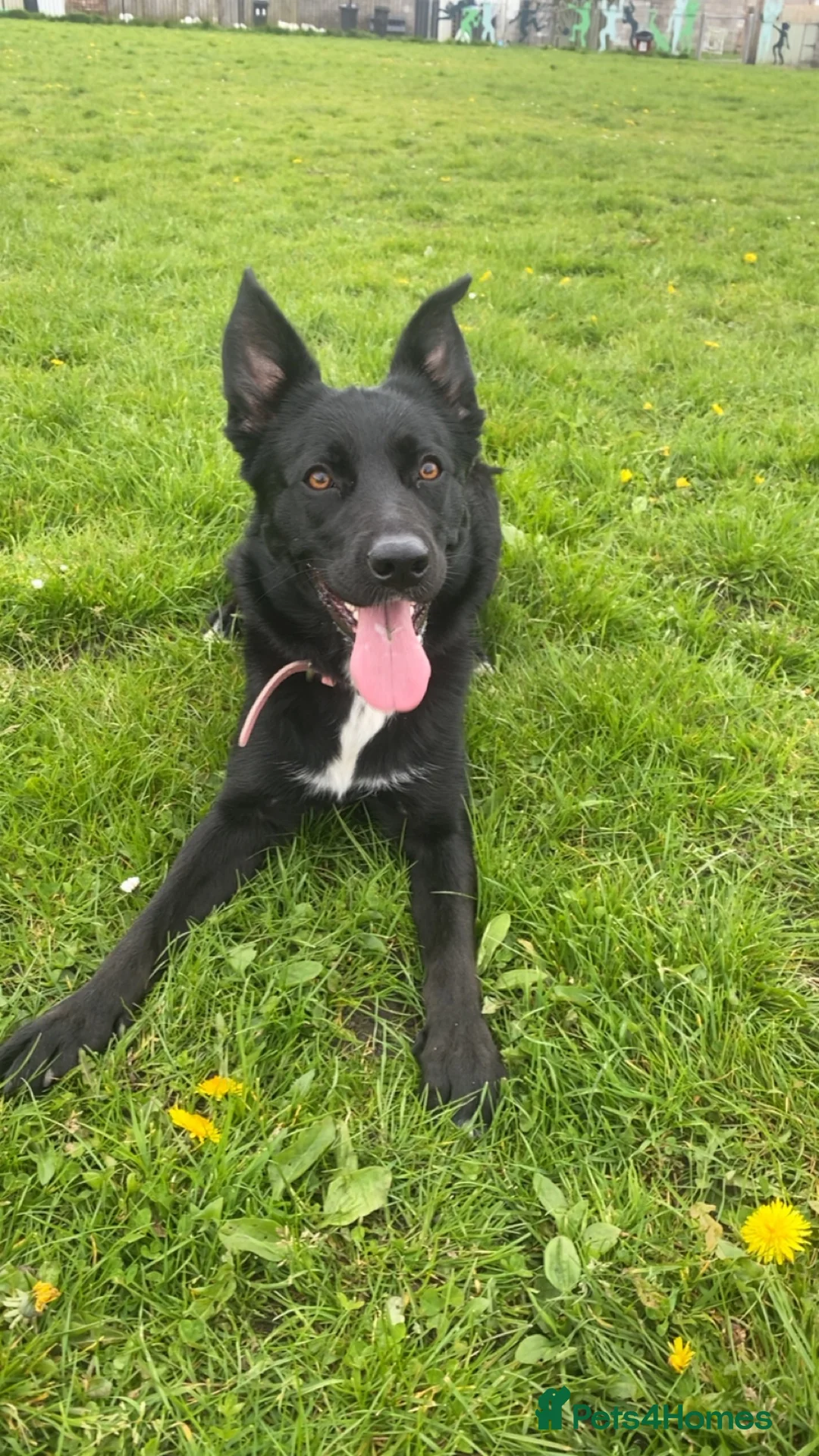 Border Collie dogs for sale: female 1 year old border collie  - Advert 1