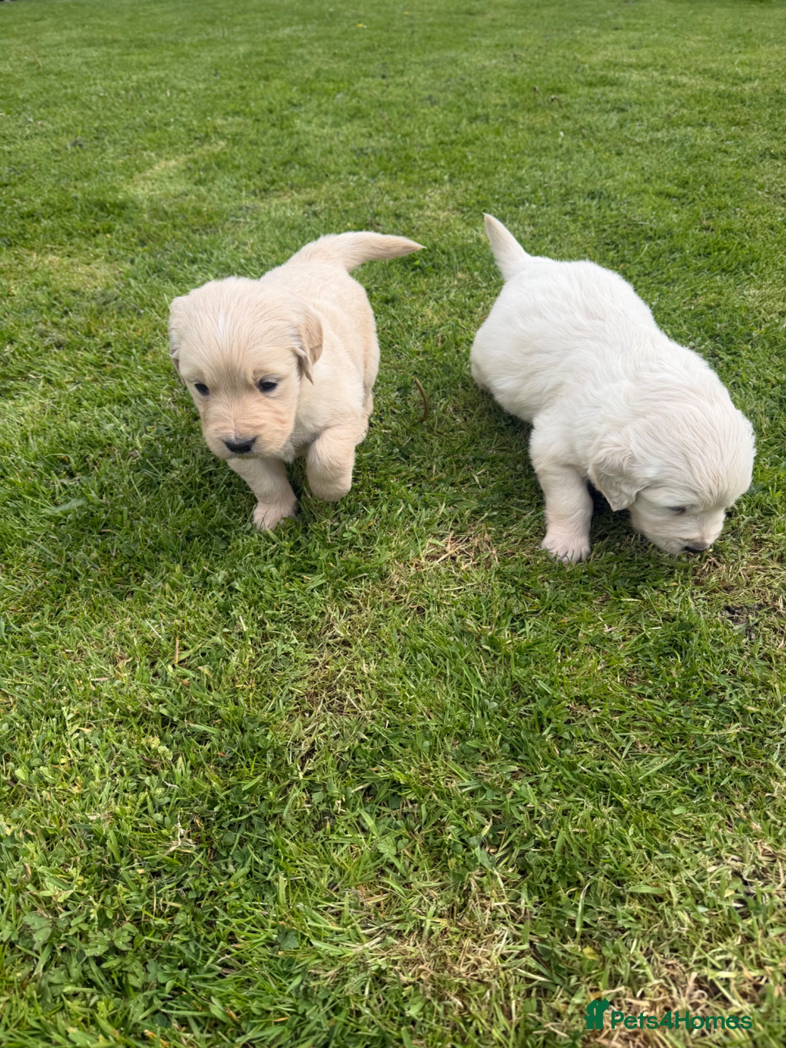 Golden Retriever dogs K C registered Golden retriever puppies  - Advert 1