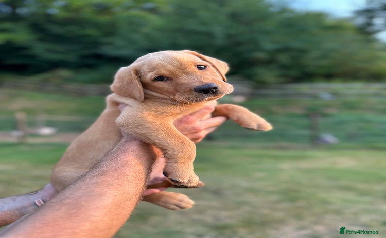 Labrador Retriever dogs - Advert 2
