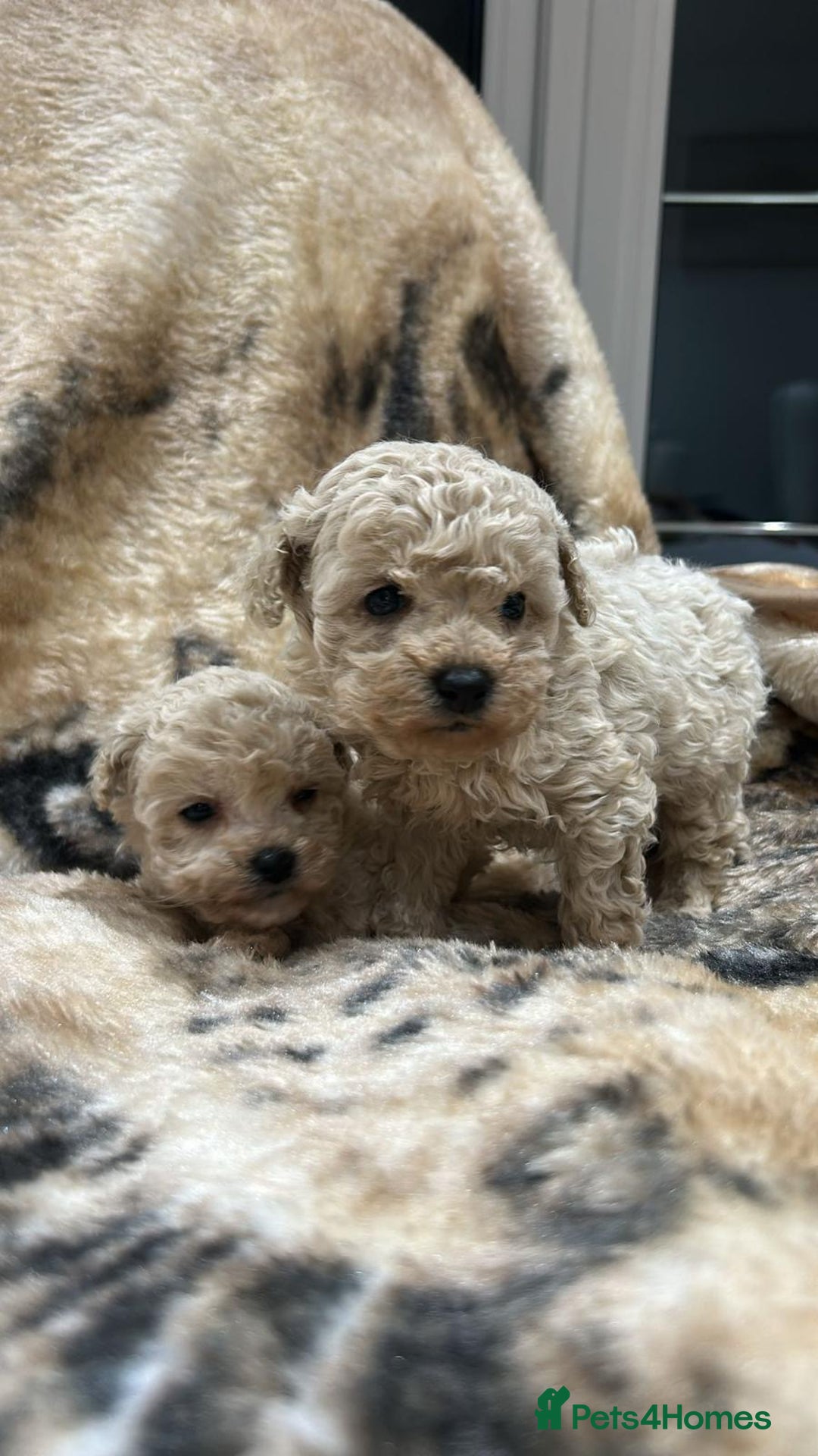 Toy Poodle dogs for sale: Two male Beautiful toy poodles  - Advert 7