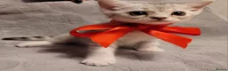 British Shorthair cats for sale: Beautiful kittens – 2 Boys & 2 Girls Ready Now  - Advert 17