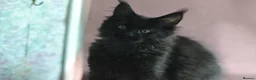 Maine Coon cats for sale: Tica registered Maine Coon Black Boy  - Advert 4