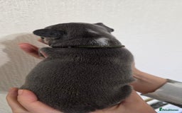 French Bulldog dogs for sale: Beautiful litter of French Bulldogs - Advert 9