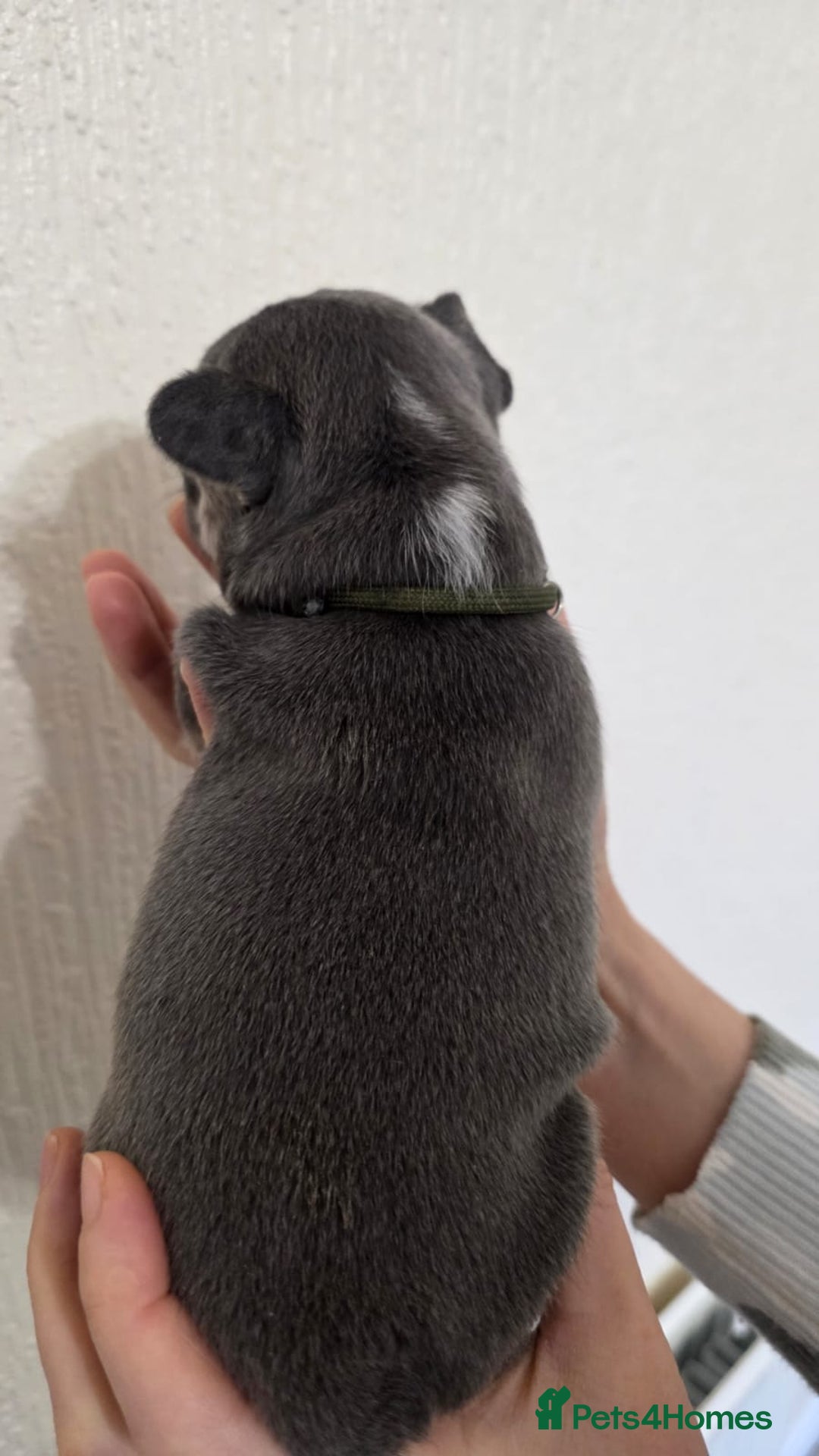 French Bulldog dogs for sale: Beautiful litter of French Bulldogs - Advert 9