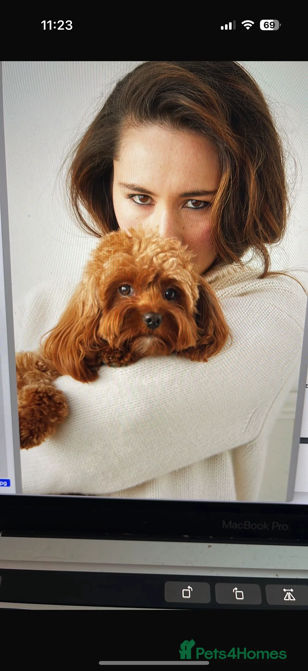 Cavapoo dogs for sale: Beautiful F1 Red Cavapoos- Health Tested - Advert 6