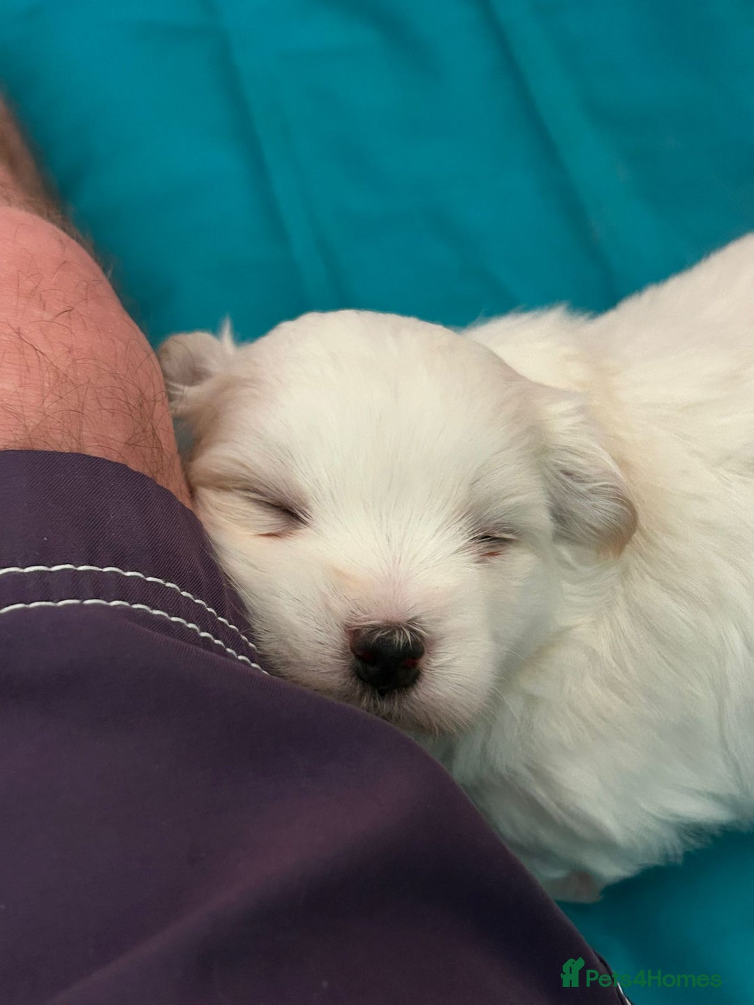 Coton De Tulear dogs for sale: 2 Stunning coton de Tulear girls - Image 3